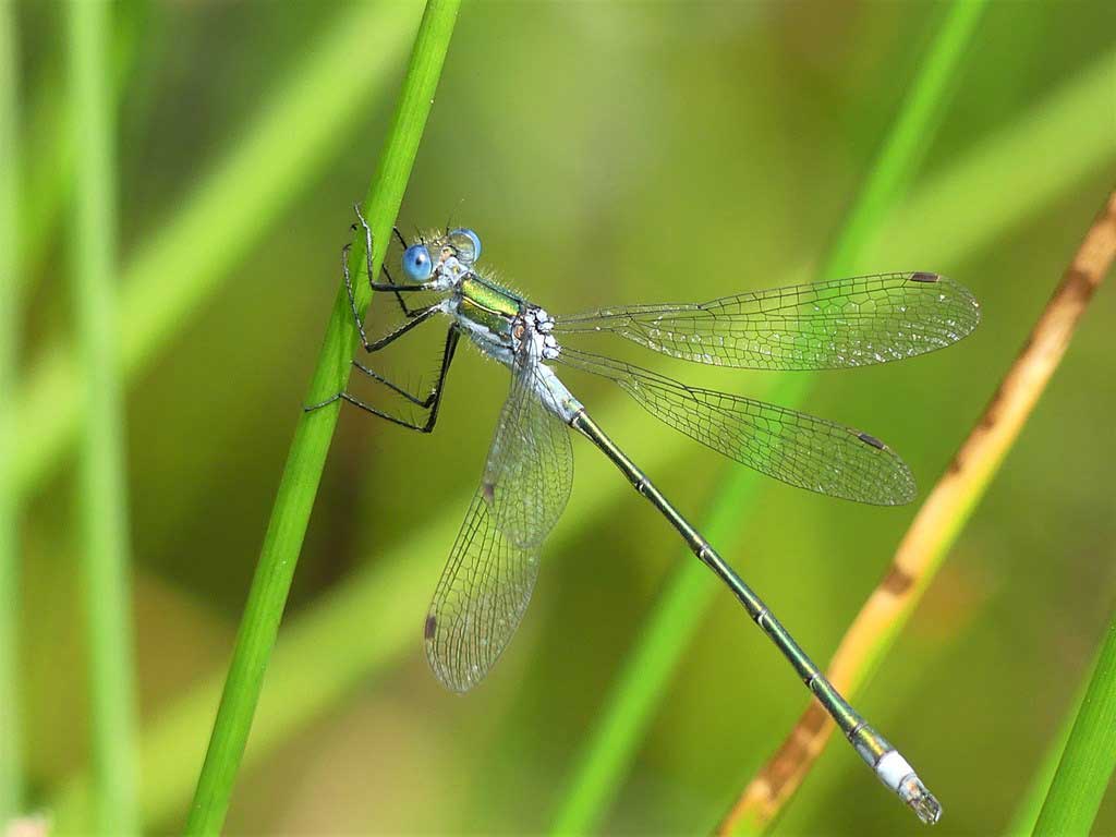 Lestes_sponsa